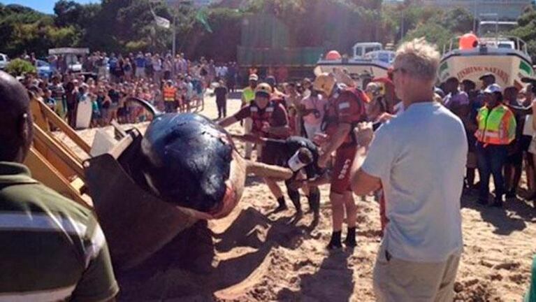 Una orca apareció muerta y encontraron basura en su estómago