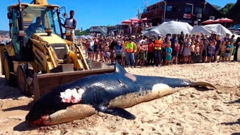 Una orca murió hambrienta tras ingerir material contaminante. Foto: Infobae