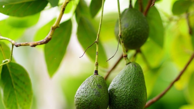 Una palta cayó sobre la cabeza del recien nacido.