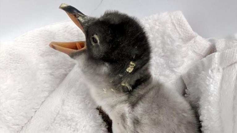 Una pareja de pingüinos machos incubó un huevo y son padres en Australia