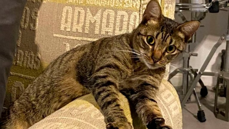 Una pareja platense busca a su gato Orlando.
