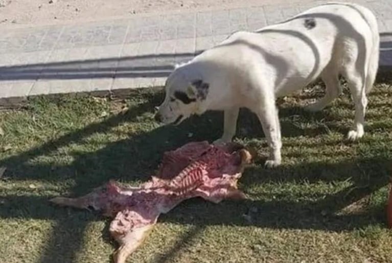 Una perra se robó el cabrito que iban a comer concejales