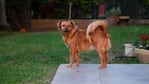 Una petición por las mascotas dirigida al Congreso de la Nación.