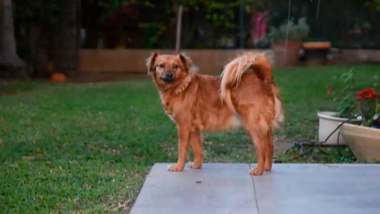 Una petición por las mascotas dirigida al Congreso de la Nación.