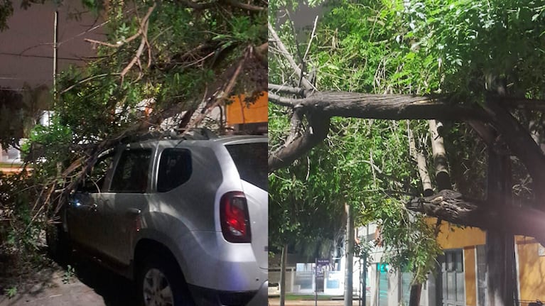 Una rama cayó sobre un auto en Córdoba.