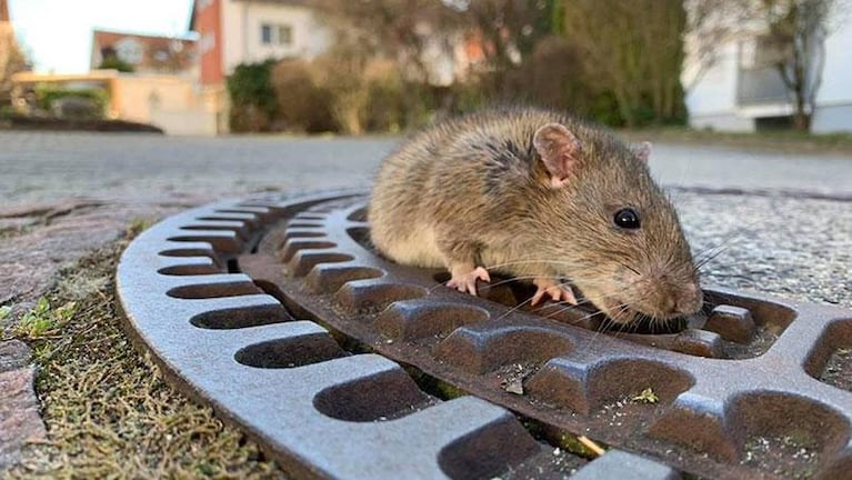 Una rata quedó atascada y fue rescatada por los bomberos