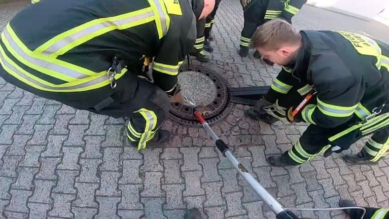 Una rata quedó atascada y fue rescatada por los bomberos