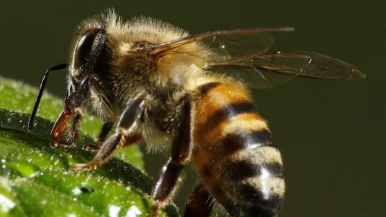 Una recorrida por "El hogar de las abejas" en Salsipuedes