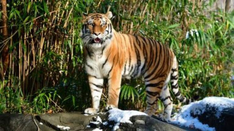 Una tigresa del zoo del Bronx tiene coronavirus: contagió a cinco animales 