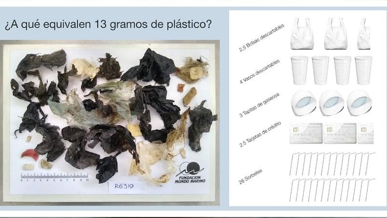 Una tortuga defecó una enorme cantidad de plástico en la costa argentina