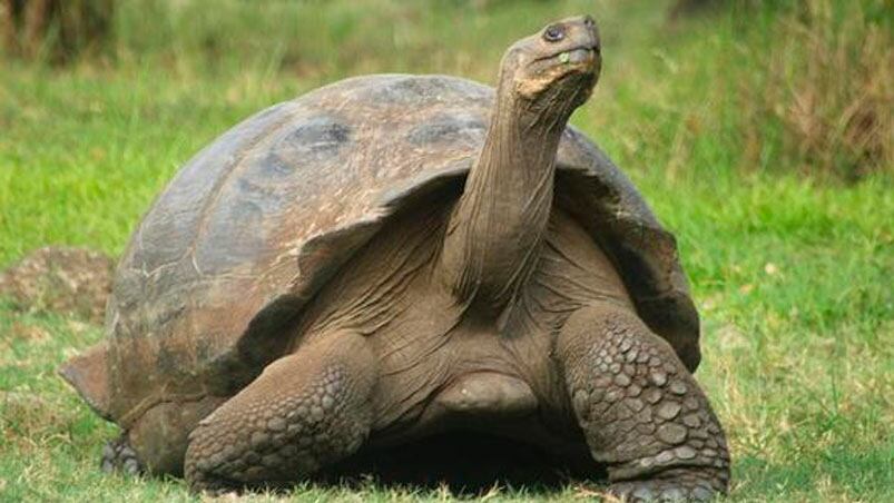 Una tortuga interrumpió el servicio de trenes durante algunas horas.