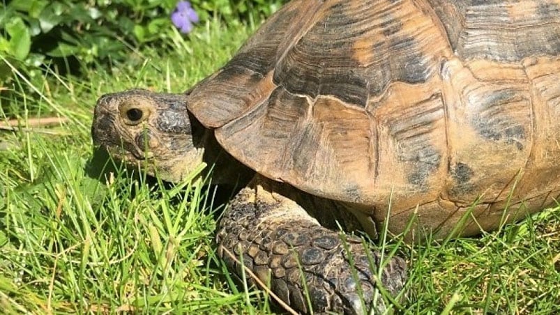 Una tortuga "se despertó" por el calor y fue furor. 