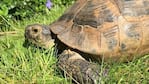 Una tortuga "se despertó" por el calor y fue furor. 