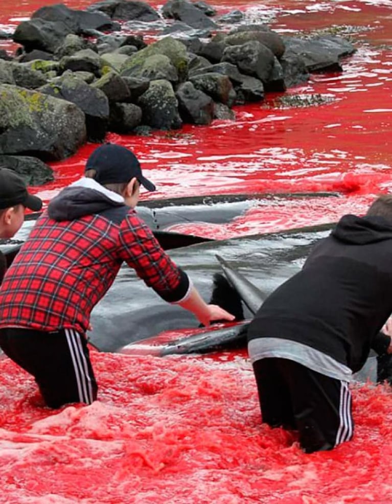 Una tradición a sangre fría: padres e hijos matan a ballenas