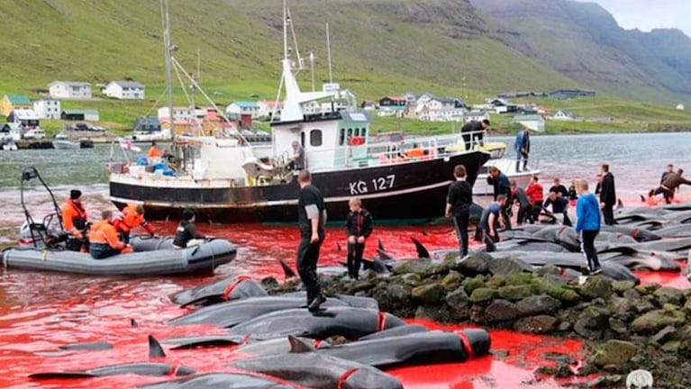 Una tradición a sangre fría: padres e hijos matan a ballenas