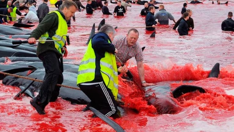 Una tradición a sangre fría: padres e hijos matan a ballenas