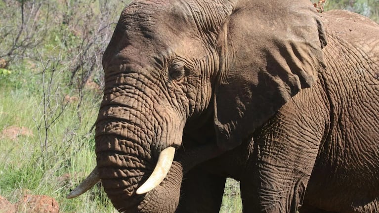 Una turista murió por bañar a un elefante en Tailandia. (Foto: gentileza de Telecinco).