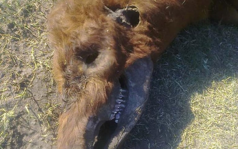 Una vaca apareció muerta y sembró el misterio en un campo