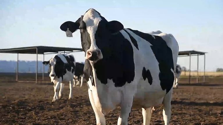 Una vaca da hasta 40 litros de leche por día.