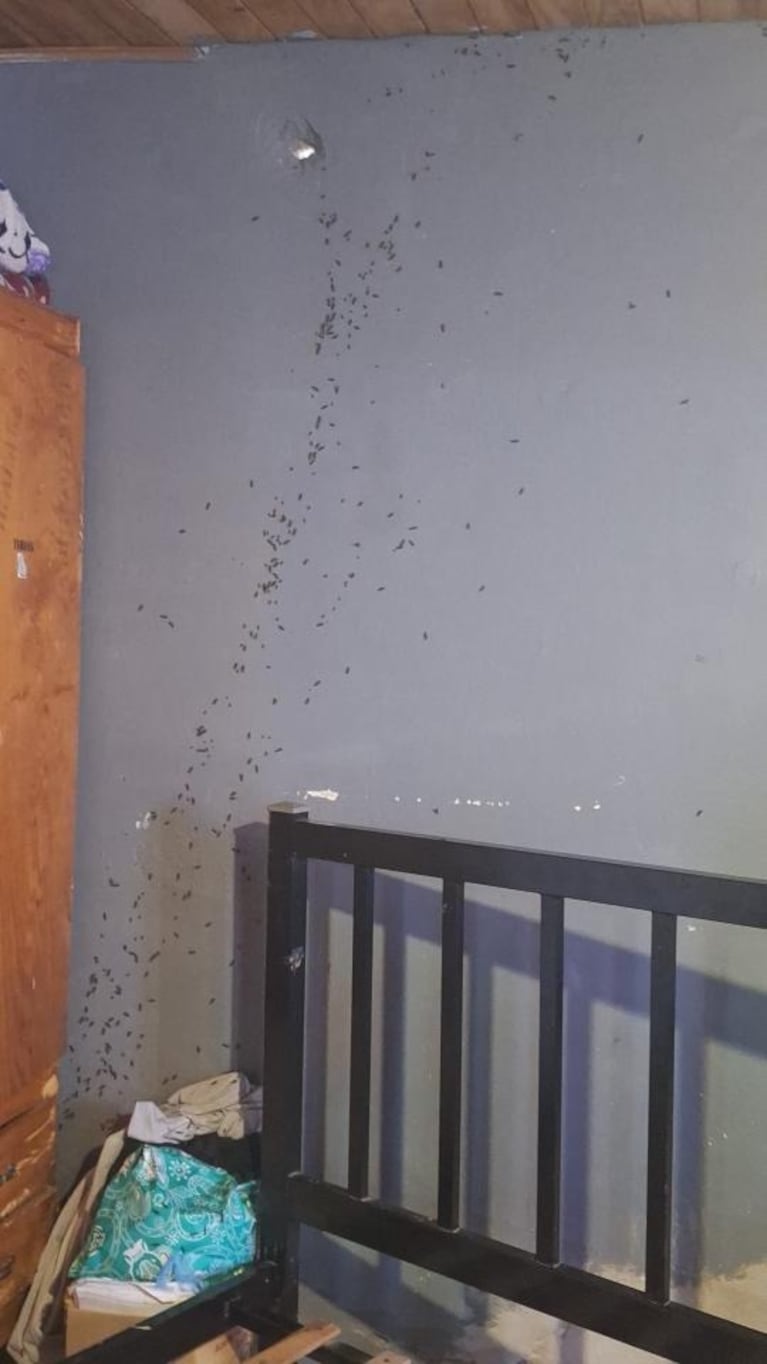 Una vecina encontró las hormigas voladoras en su habitación.