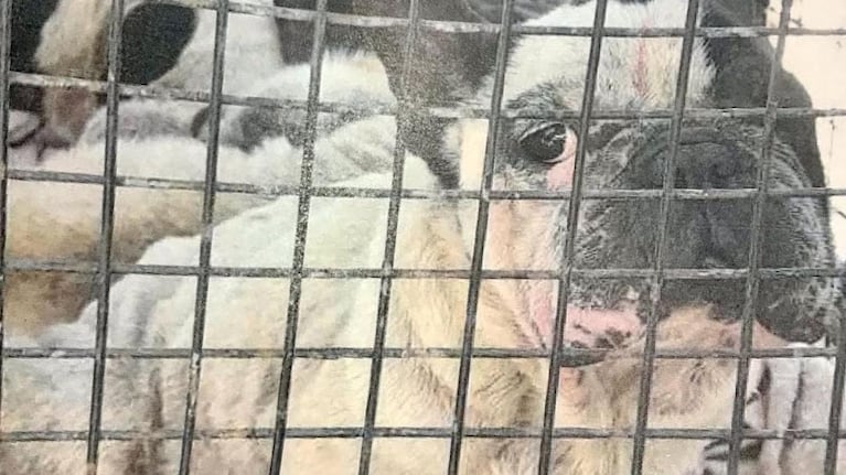 Una veterinaria fue imputada por la Justicia.