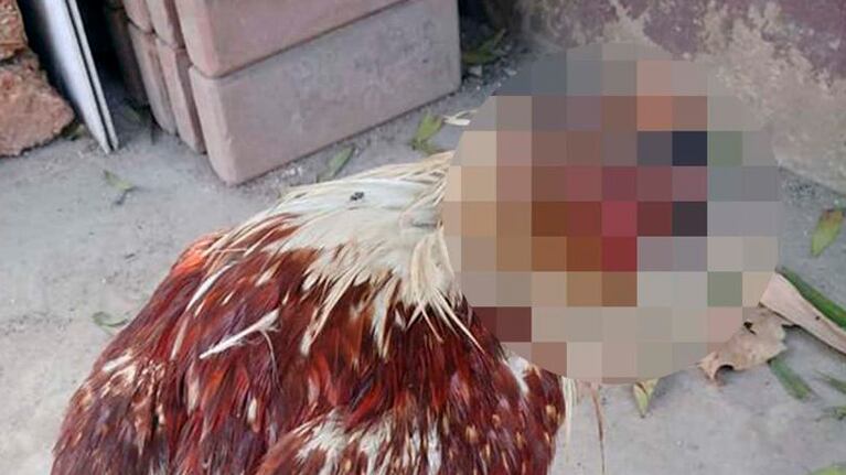 Una veterinaria la alimenta con una jeringa.