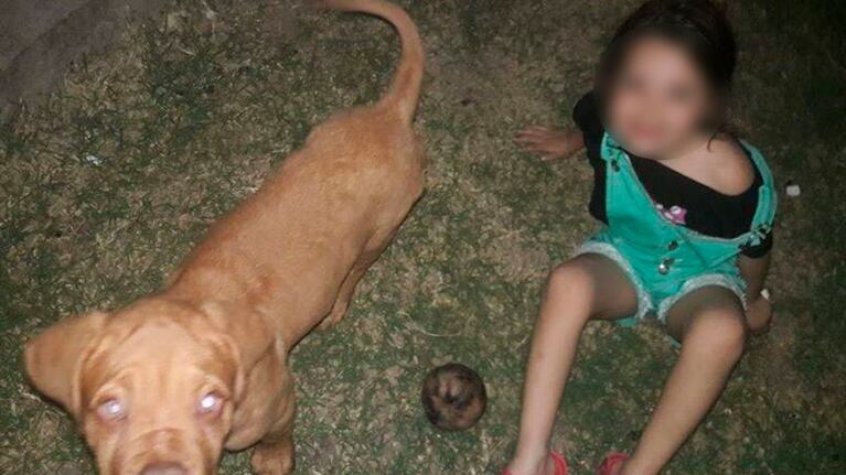 Una vez más, un cachorro fue parte del botín de un robo en Córdoba.