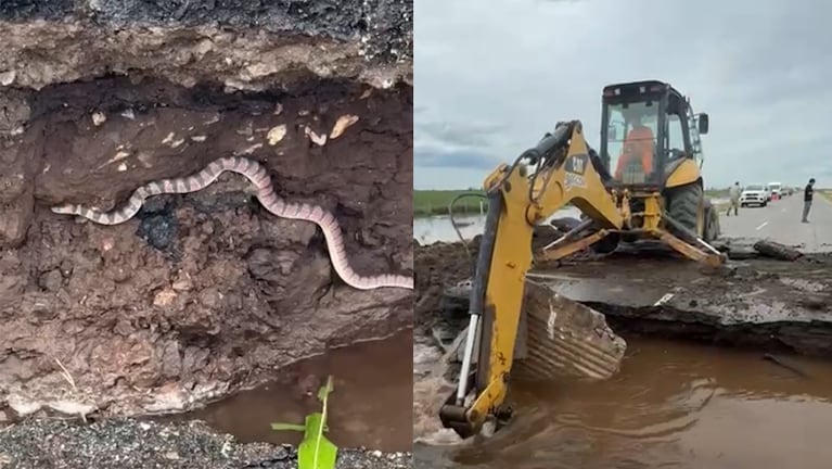 Una víbora haciéndole frente a una retroexcavadora en el socavón formado en la ruta 10, entre Villa del Rosario y Matorrales.