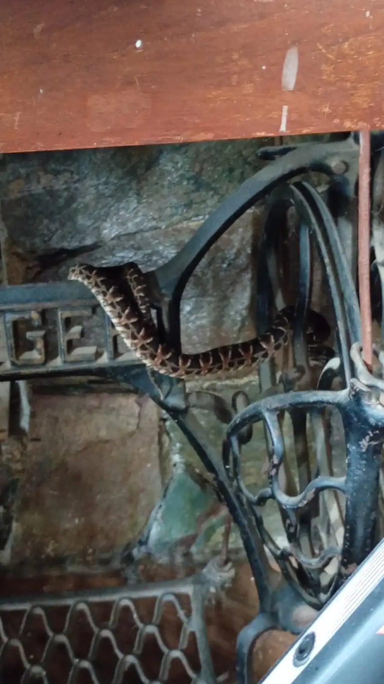 Una yarará en una máquina de coser.