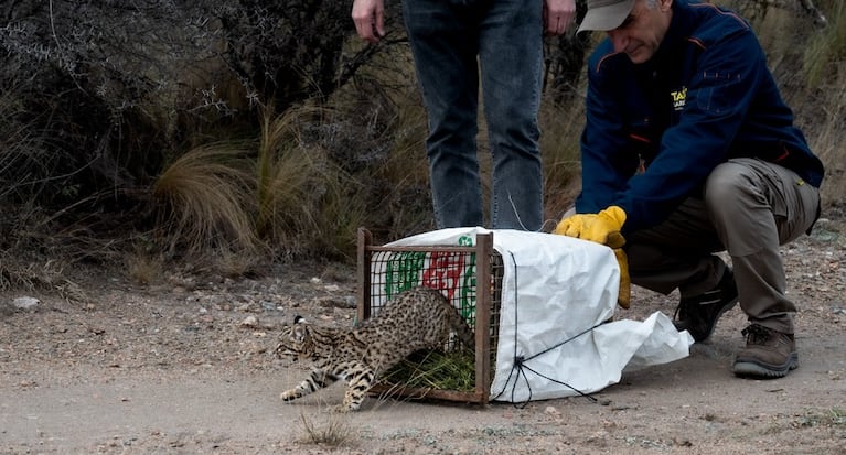 Uno de los gatos monteses liberados en la zona de Pocho.