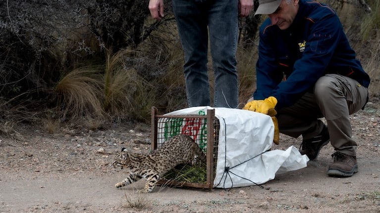 Uno de los gatos monteses liberados en la zona de Pocho.