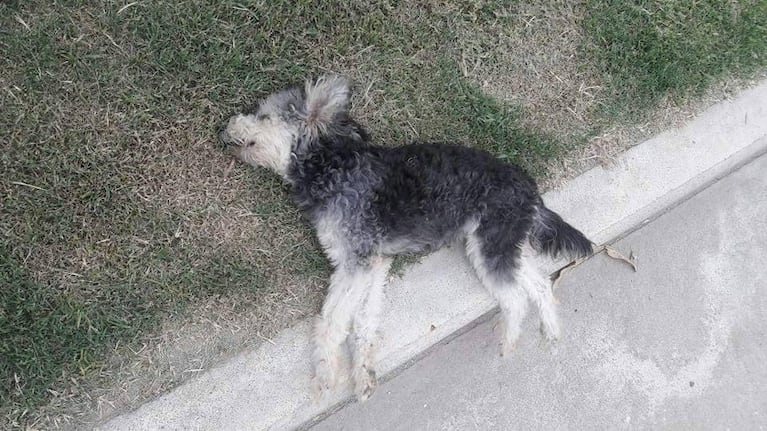 Uno de los perros muertos envenenados en Carrilobo. Foto: Mario Kotella.