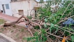 Uno de los tantos árboles caídos en medio del temporal. 