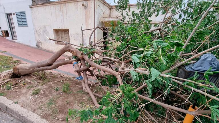 Uno de los tantos árboles caídos en medio del temporal.