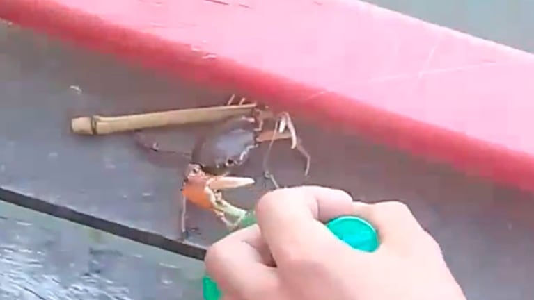 Uno de los tres cangrejos que hallaron.