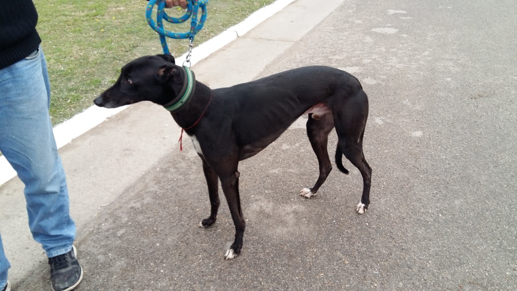 Uno de los tres perros galgos secuestrados por la policía. 