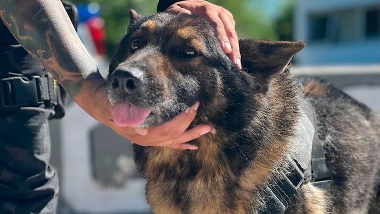 Ursus tiene 10 años y nació en el centro de crianza de la Policía. 