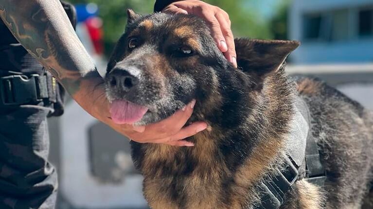 Ursus tiene 10 años y nació en el centro de crianza de la Policía.