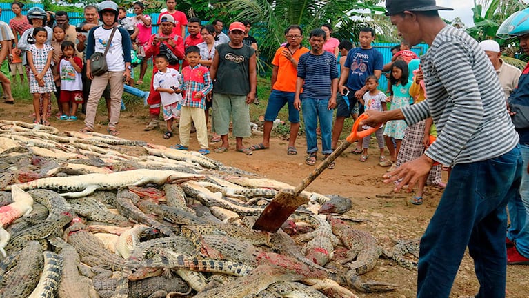 Usaron hasta palas para matar a los reptiles mientras niños veían. / Foto: AP