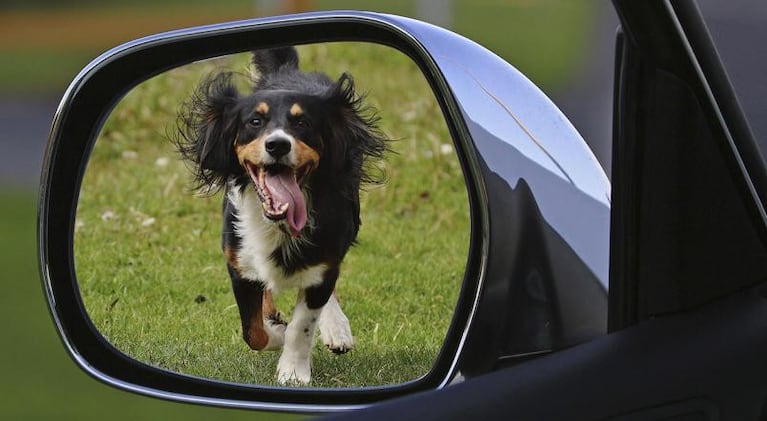 ¿Vacaciones con mascotas? 6 tips para disfrutar juntos