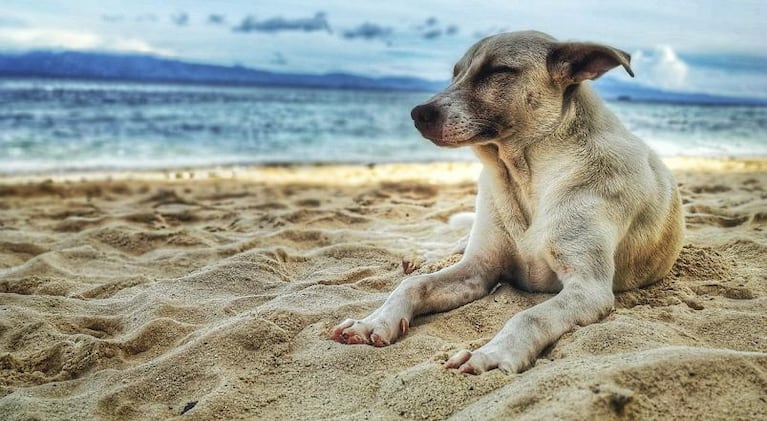 ¿Vacaciones con mascotas? 6 tips para disfrutar juntos