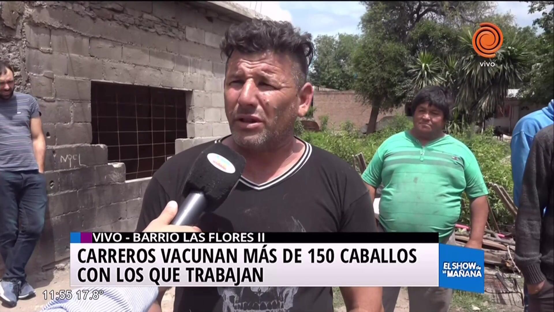 Vacunan a caballos de carreros