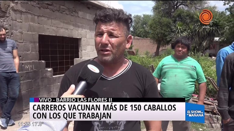Vacunan a caballos de carreros