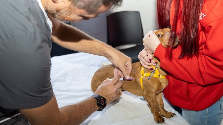 Vacunarán perros y gatos contra la rabia.