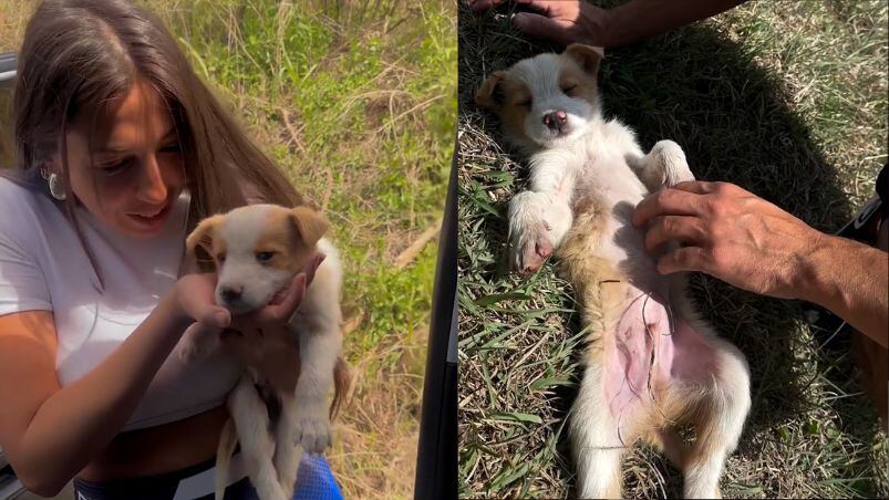 Vane Velazquez adoptó un nuevo perrito.