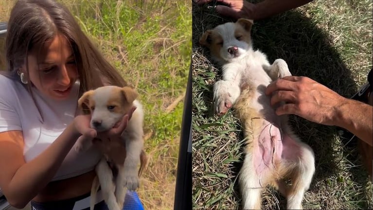 Vane Velazquez adoptó un nuevo perrito.