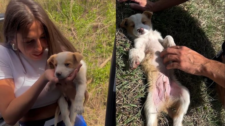 Vane Velazquez adoptó un nuevo perrito.