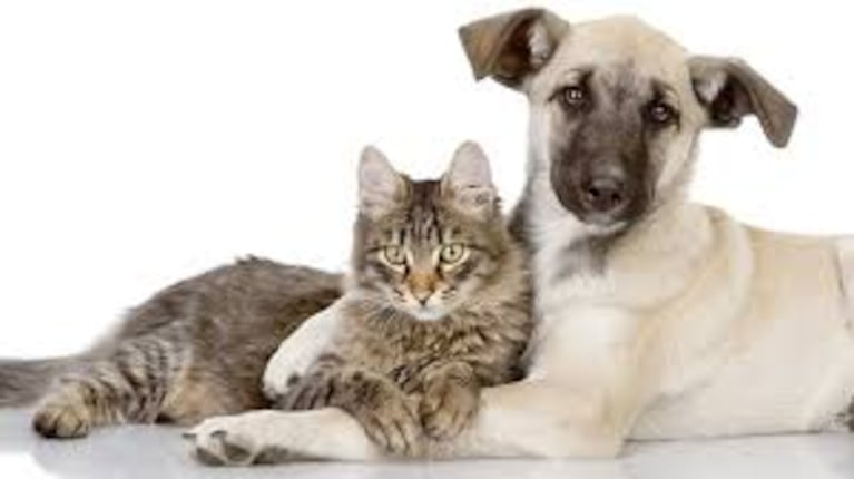 Vanunación y alimentación y perros y gatos