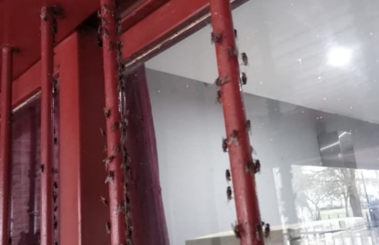 Vecinos cordobeses viven bajo una nube de moscas y apuntan a una avícola: “Es una cochinada”