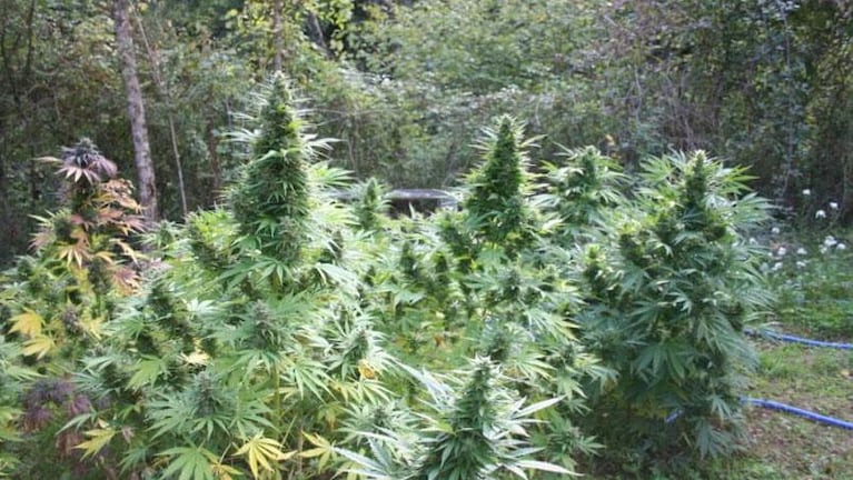 Vecinos de Huerta Grande denuncian que crecieron los robos por una granja de cannabis